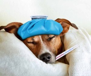 how to sooth kennel cough