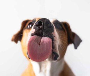 canine tongues