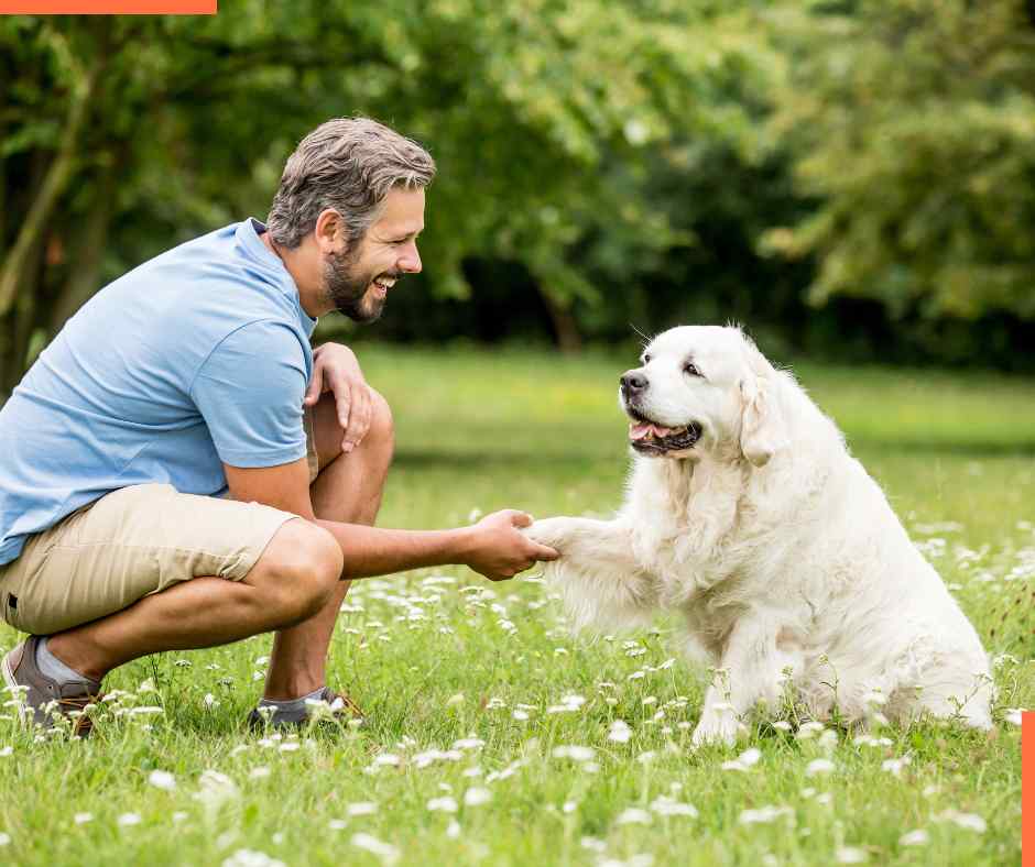 holistic pet health