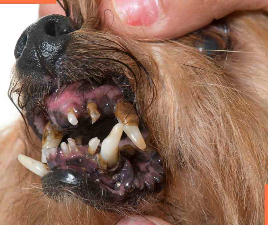 pet dental health