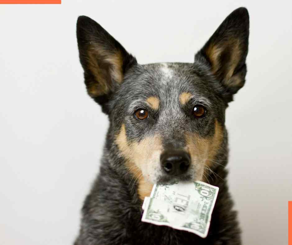 unforseen pet expenses